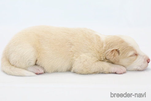 成約済の神奈川県のボーダーコリー-327513の6枚目